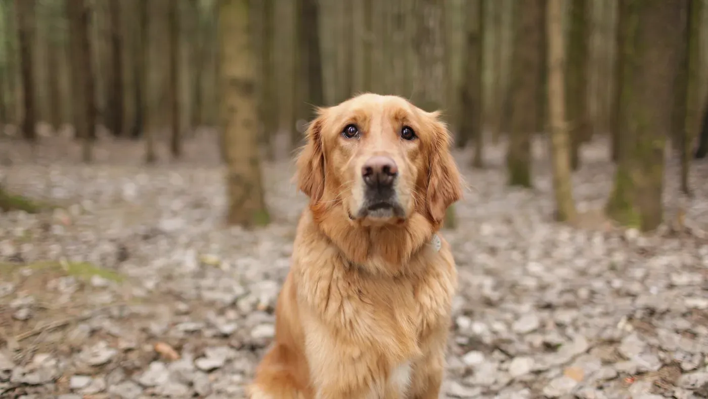 Golden retriever som sitter bland nedfallna löv i en skogsdunge.