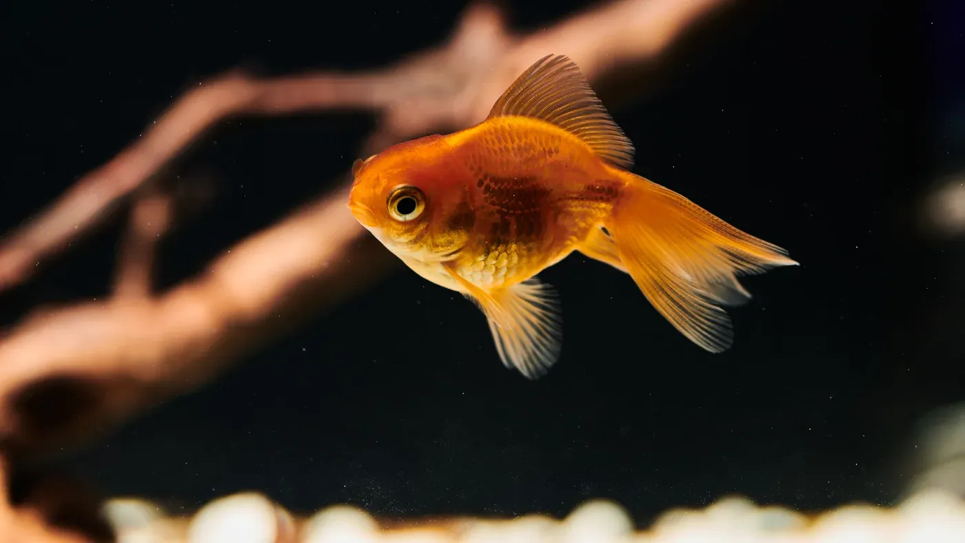 Guldfisk som simmar i ett planterat akvarium.