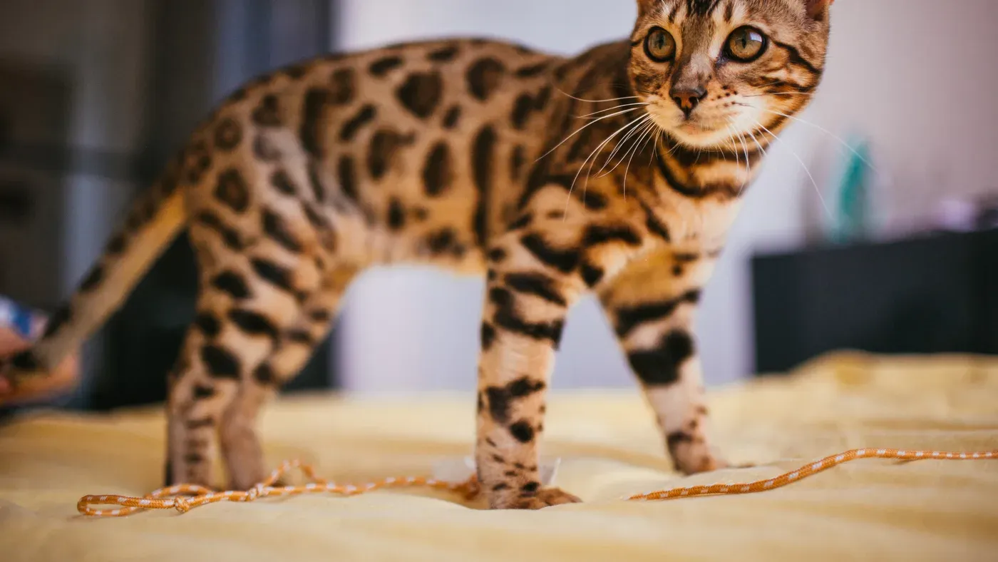 Bengalkatt med fläckig teckning som står på en säng.