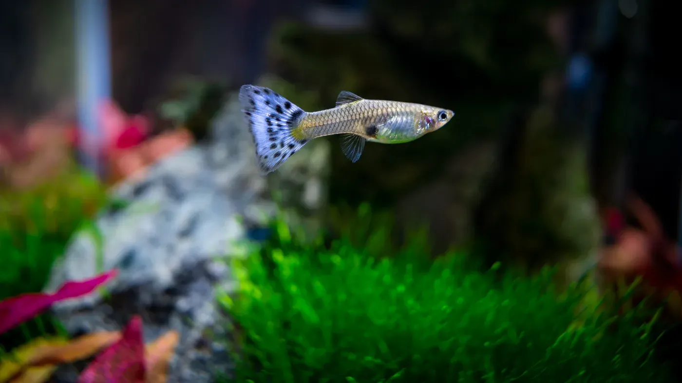 Hanguppy med mönstrad stjärtfena i ett planterat akvarium.
