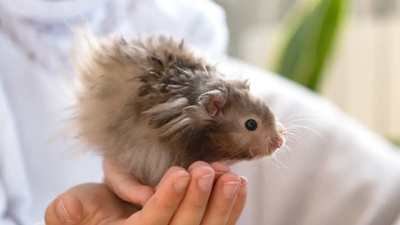Ljus långhårig hamster som sitter i ett barns händer.
