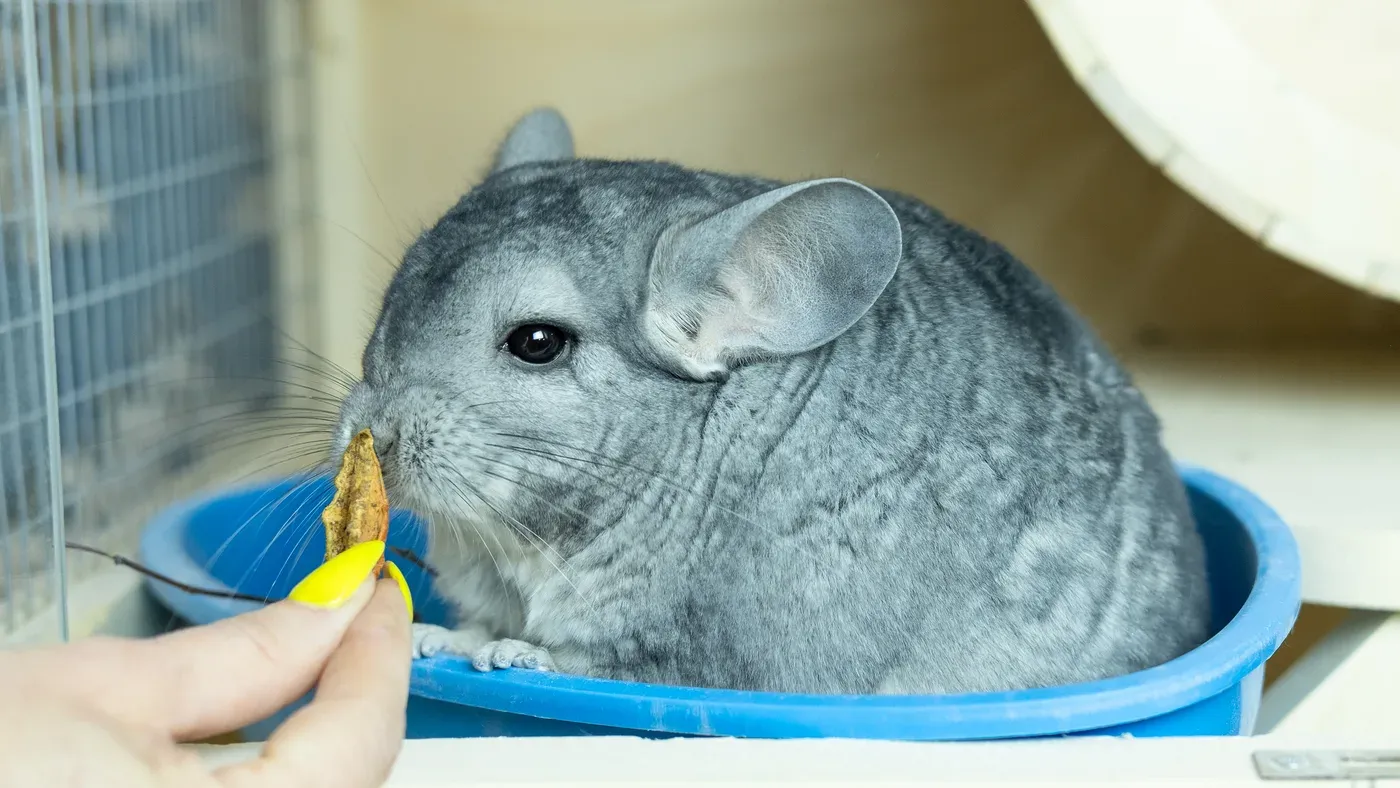 Grå chinchilla som sitter i en blå skål i buret och tar emot mat ur en hand.