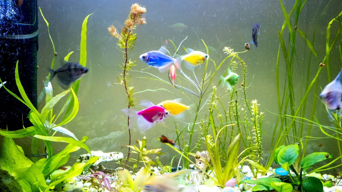 Planterat sötvattensakvarium med små stimfiskar.