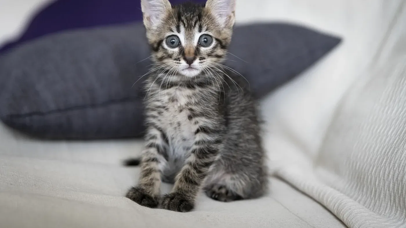 Randig kattunge som sitter på en soffa.