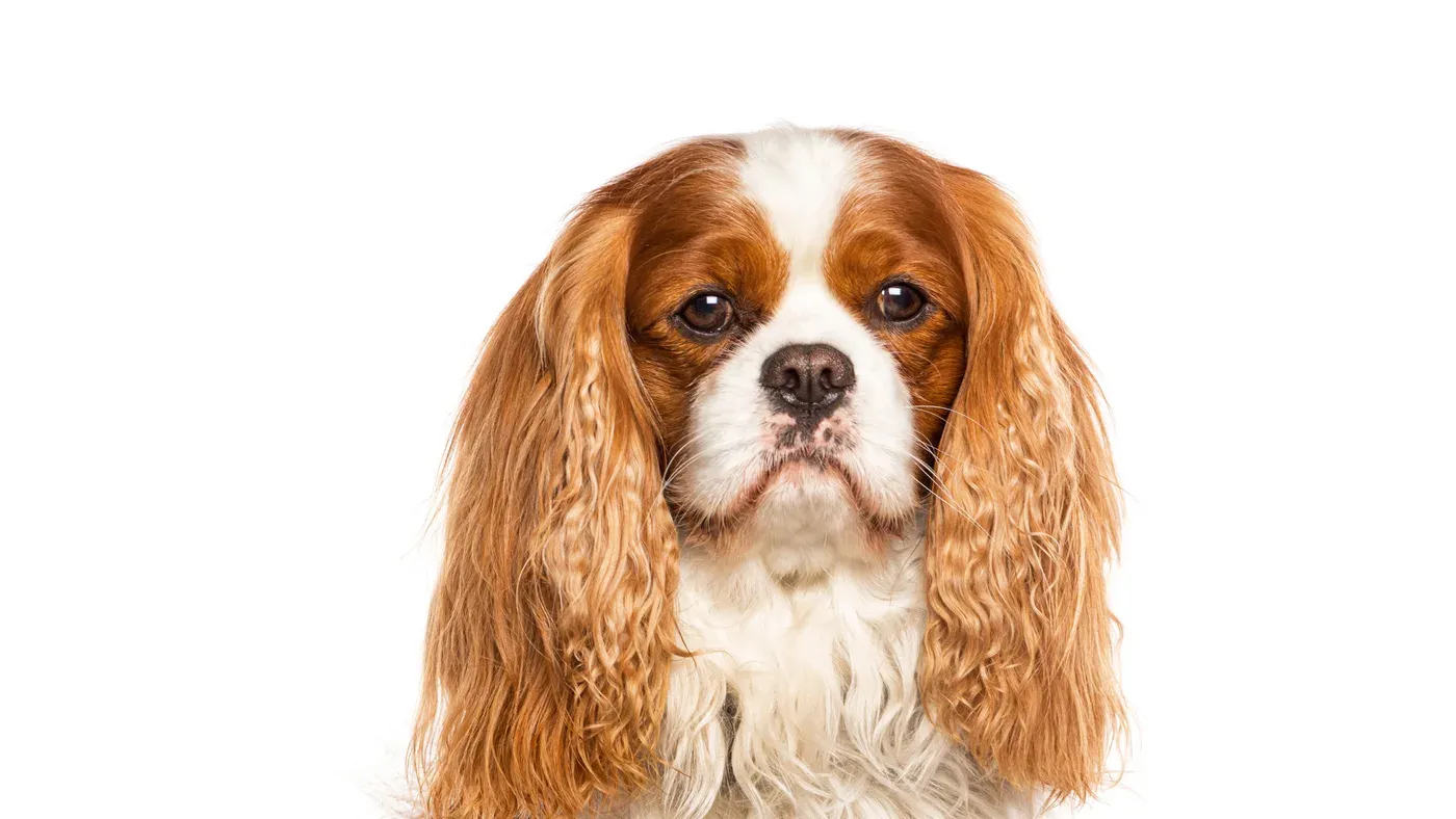 Cavalier king charles spaniel i blenheimfärg mot vit bakgrund.