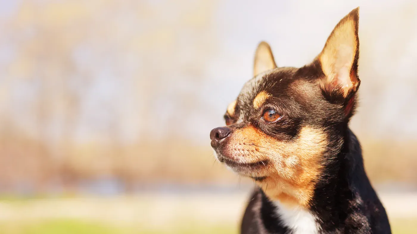 Trefärgad chihuahua i profil utomhus.