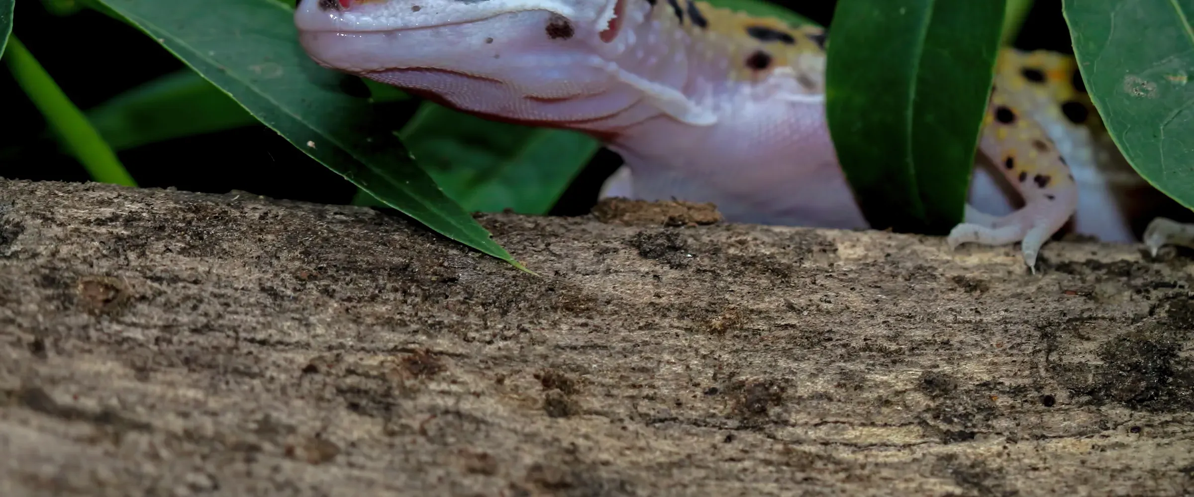 Ljus leopardgecko med svarta prickar tittar fram mellan gröna blad ovanför en grov trädstam.