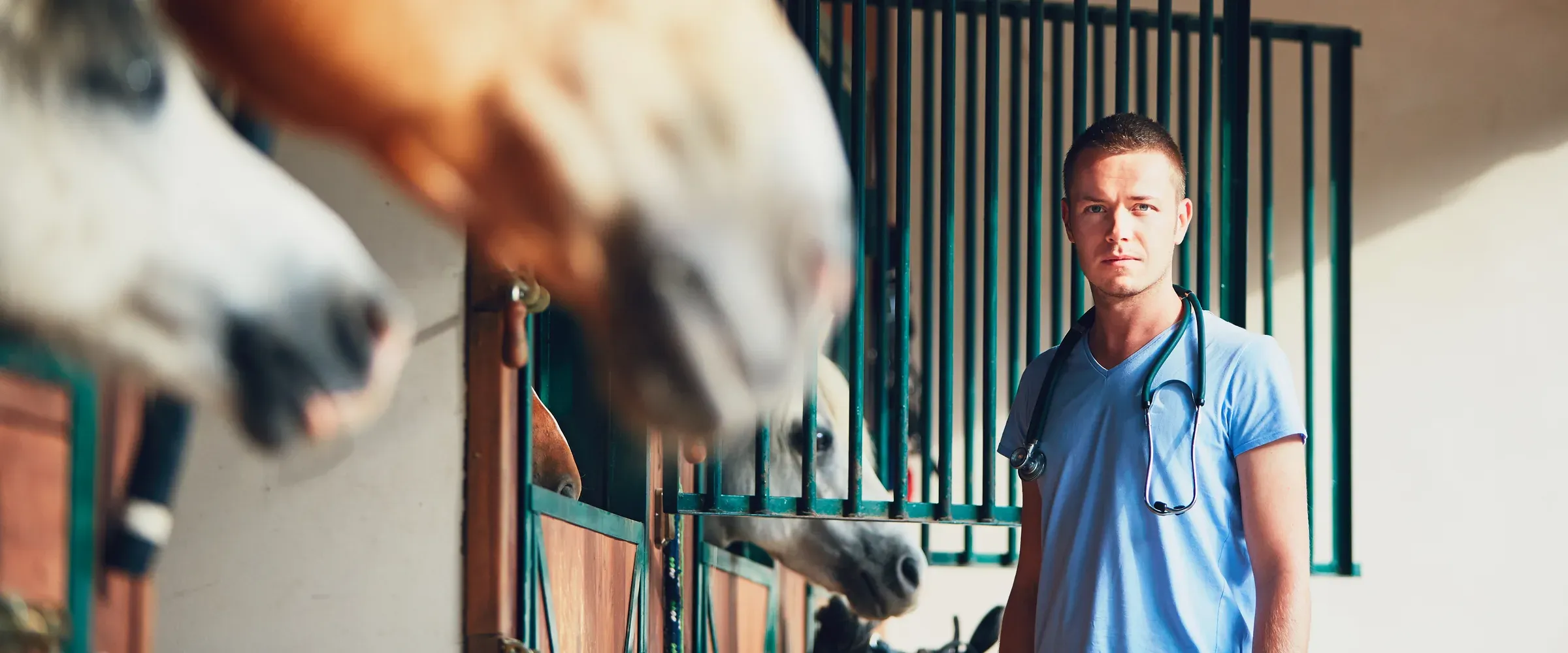 Veterinär undersöker en häst inne i ett stall