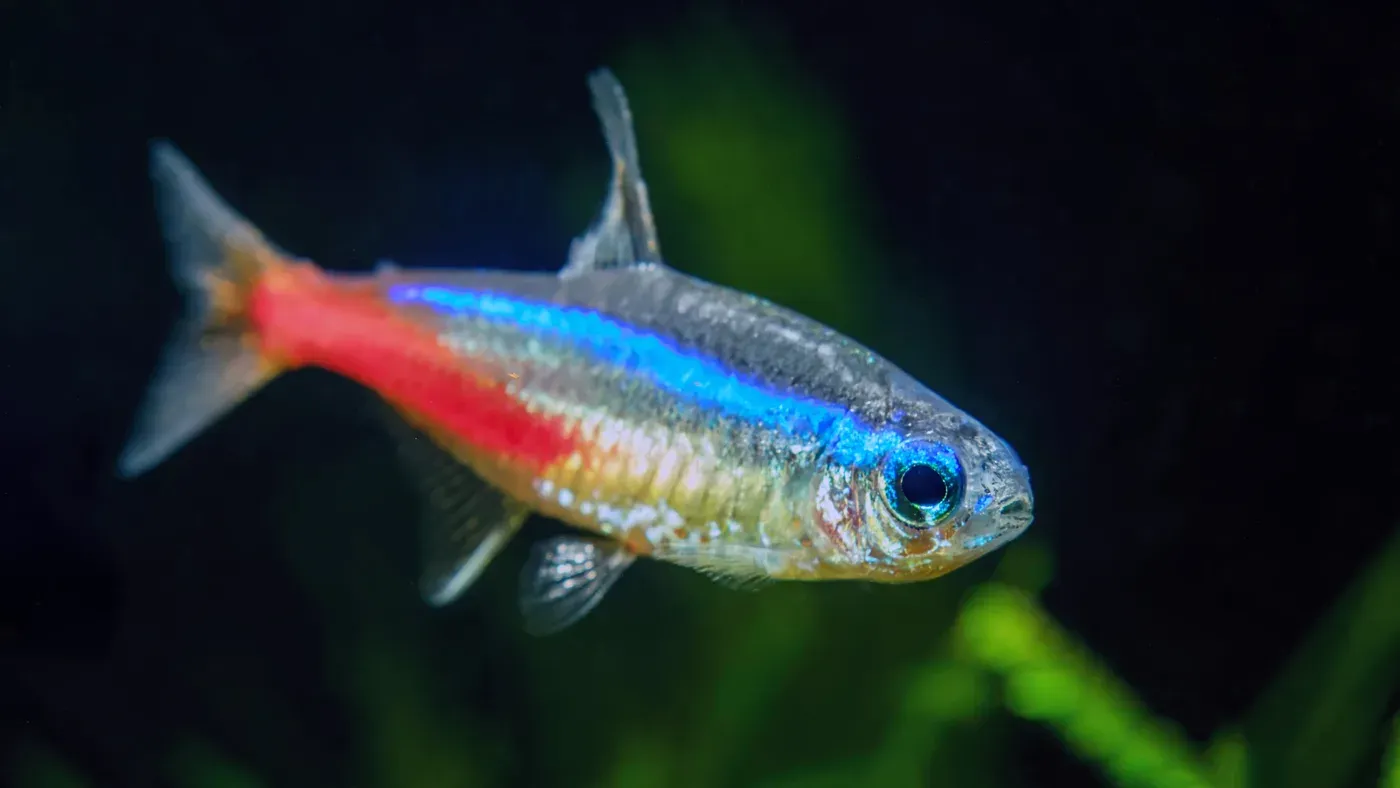 Neontetra med blå längsgående strimma och röd bakkropp.