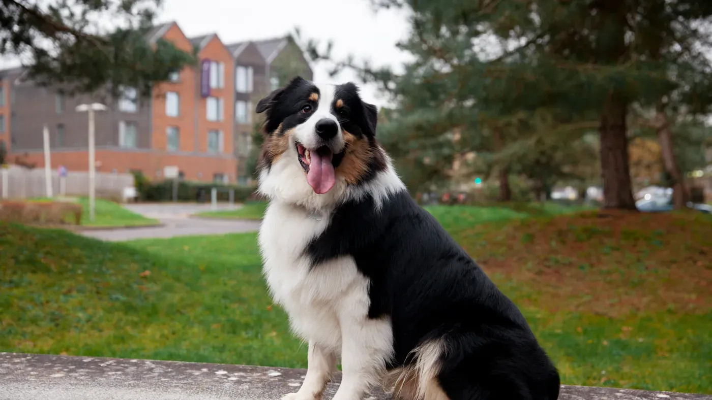 Svartvit border collie som sitter i gräset i en park.