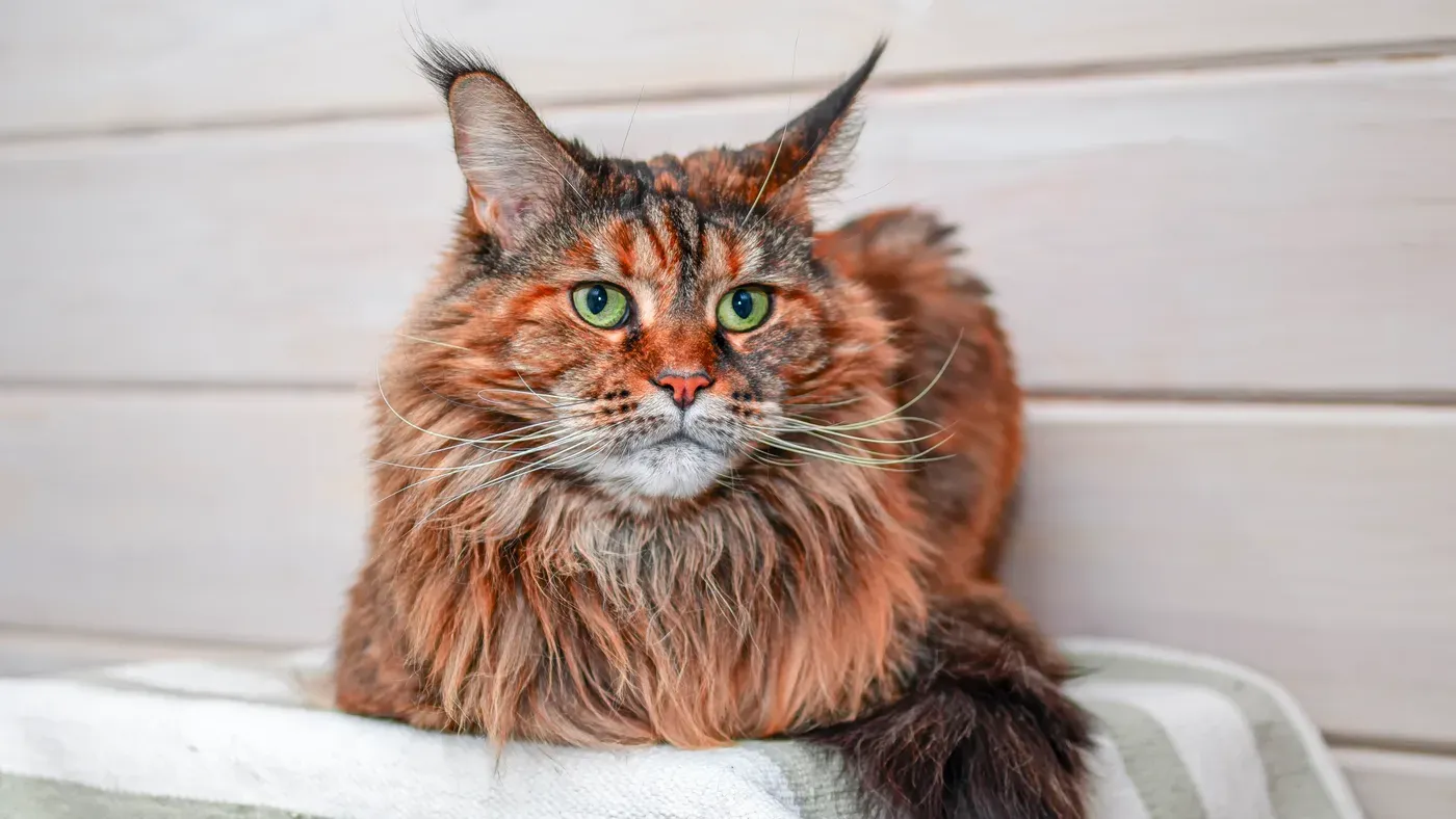 Maine coon med tofsförsedda öron och kraftig krage som ligger på en bänk.