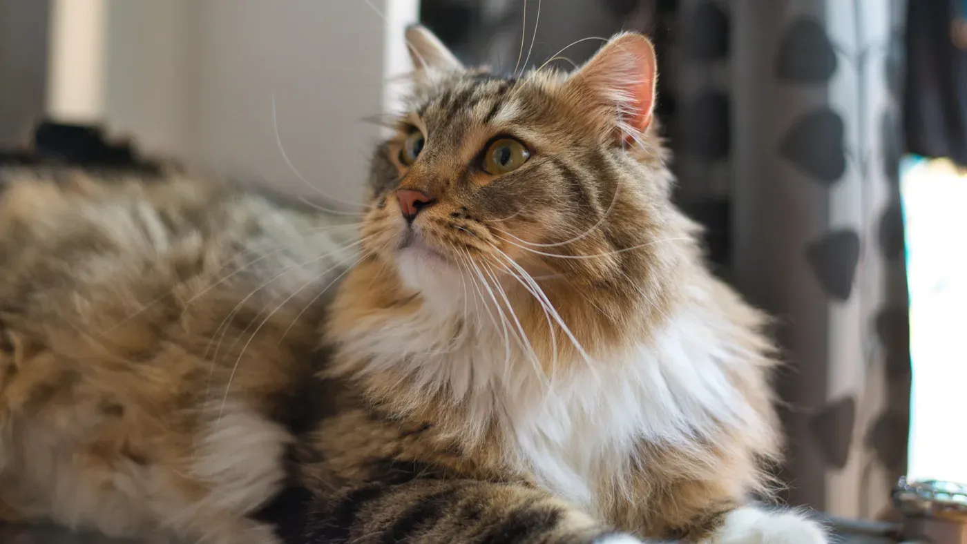 Sibirisk katt med lång brunspräcklig päls och kraftig halskrage.