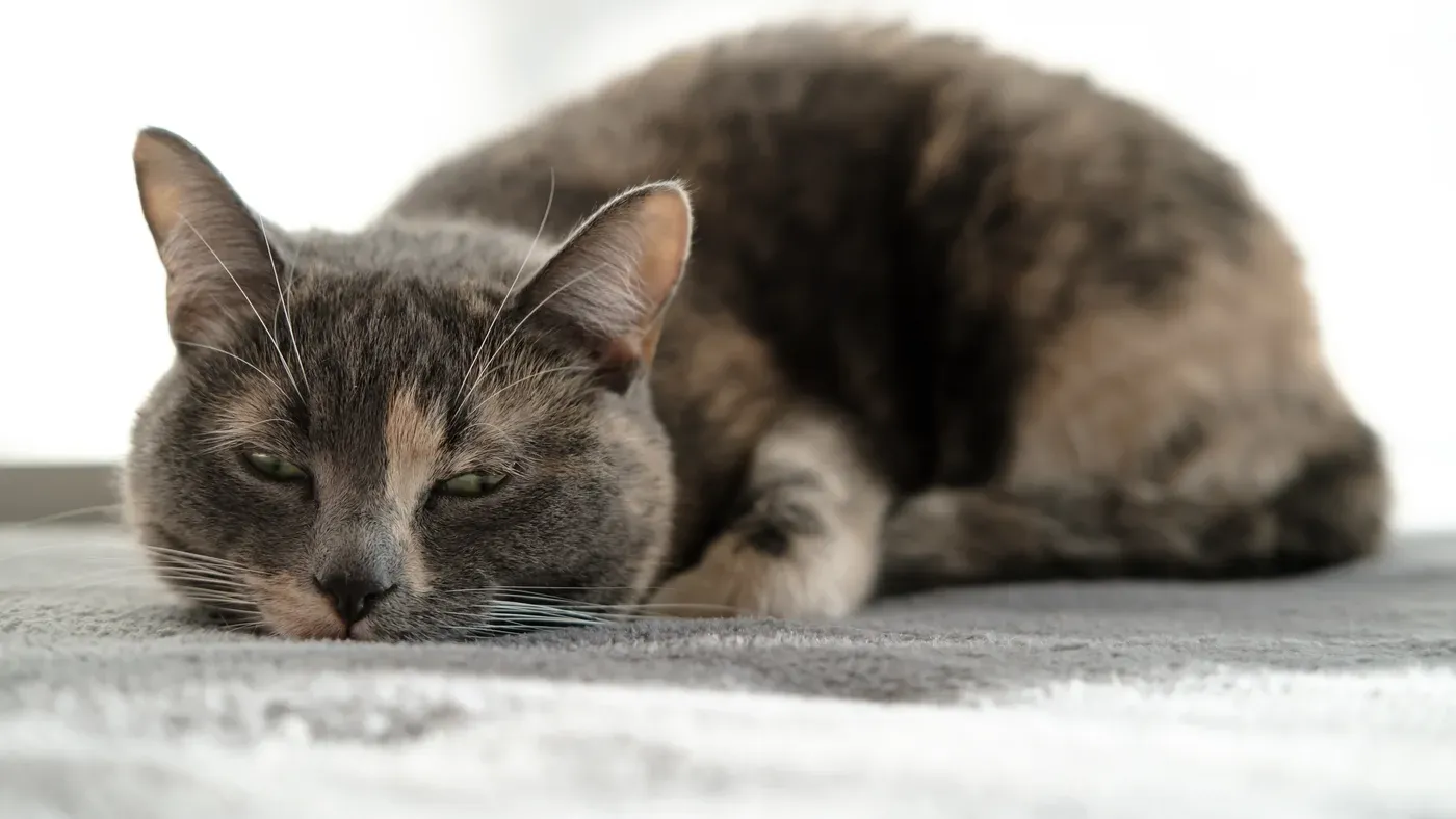Grå katt som ligger hopkurad med halvslutna ögon.