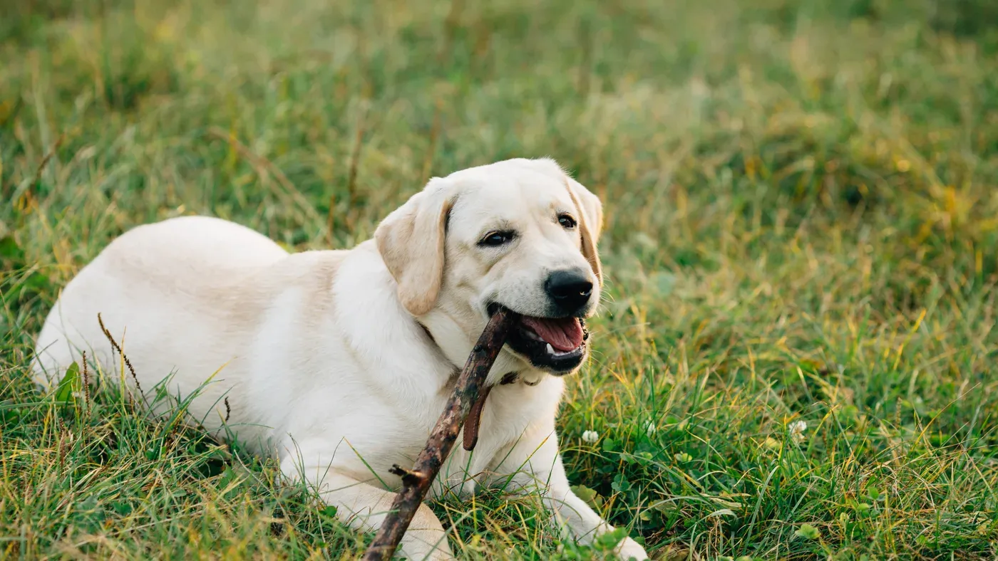 Gul labrador som ligger i gräs och tuggar på en pinne.