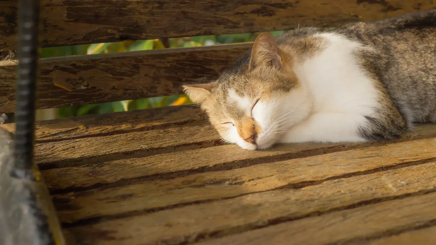 Äldre katt som vilar i solljus vid ett fönster.
