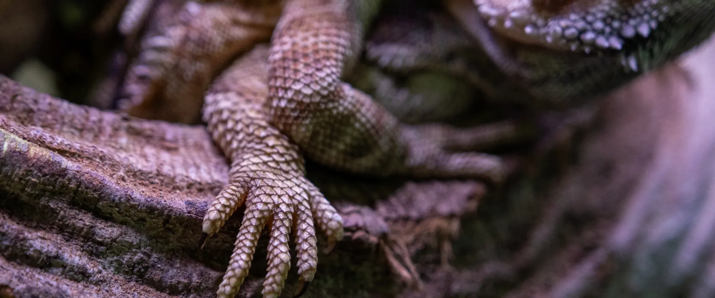 Närbild på en ödlas fot och framben där djuret vilar mot en gren i ett terrarium.
