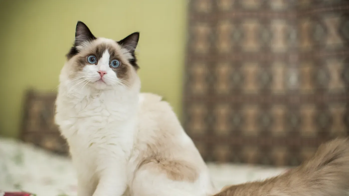 Tvåfärgad ragdoll med blå ögon som ligger på en säng.