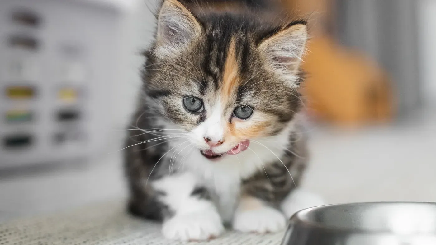 Kattunge-licking